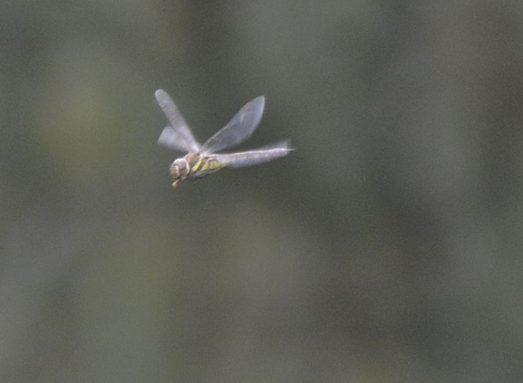 Aeshna mixta, femmina